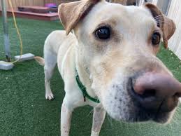 Animal care veterinary hospitals believes in providing the best veterinary care for you and your furry little friend. Tornado Dog Recovering In Tampa Bay After Being Found Among Alabama Storm Debris Wfla