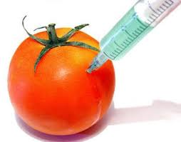 Resultado de imagen para alimentos transgenicos