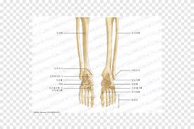 Long bones are found in the arms (humerus, ulna, radius) and legs (femur, tibia, fibula), as well as in. Finger Bone Human Leg Foot Human Anatomy Bone Foot Anatomy Angle Hand Png Pngegg