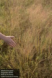 Image result for Eragrostis friesii