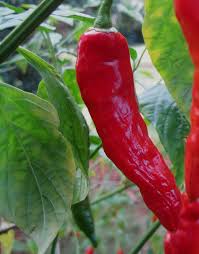 Maybe you would like to learn more about one of these? Size Of Chili Plants Chili Plant Com