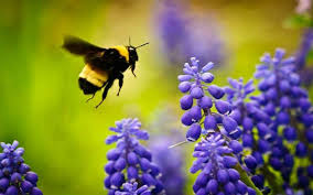 Flowers that attract bees provide abundant nectar and pollen, the only sources of carbohydrates and protein in. Viewpoint Protecting Wild Bees Is About More Than Just Food Pollination Genetic Literacy Project