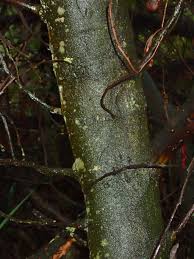 Image result for Acacia decurrens