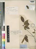 Image result for Uvaria acuminata