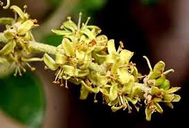 Image result for Lannea humilis