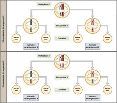 Given below are the essential difference in order to distinguish the two main types of cell division occurring mother cell can be haploid or diploid, which give rise to only two daughter cells (diploid) in case of mitosis, but mother cell is always diploid and. 7 2 Meiosis Concepts Of Biology 1st Canadian Edition