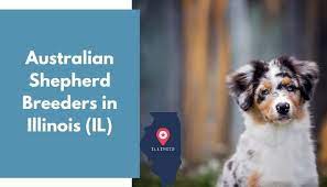 They are six weeks old. 15 Australian Shepherd Breeders In Illinois Il Australian Shepherd Puppies For Sale Animalfate