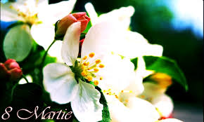 Vă doresc un 8 martie cât mai frumos. Cele Mai Frumoase UrÄƒri De 8 Martie Pentru Mame SoÈ›ii Iubite Sau Prietene