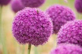 Allium Purple List Of Flowers Flower Meanings Flowers