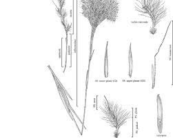Image result for Schizachyrium jeffreysii