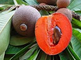 Pouteria sapota, the mamey sapote, is a species of tree native to cuba and central america, naturally ranging from southern cuba to southern costa rica, plus mexico. Trothic Gardens Live Exotic Fruit Plant Sapota Chikoo Grafted Tropical Rare Sweet Pouteria Sapota Thai Plants For Garden Plant 1 Healthy Live Plant Seed Price In India Buy Trothic Gardens Live Exotic
