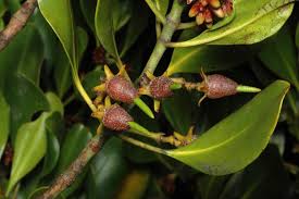 Image result for Ceriops