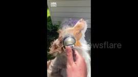 Some dogs become completely obsessed with water from a hose, lawn sprinkler or bathroom faucet. Newsflare Tiktok Puppy Rates The Water Hose Settings But May Regret Decision