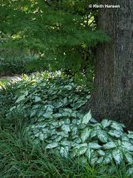 Shady Characters You Want In Your Garden East Texas Gardening Shade Landscaping Mondo Grass Shade Plants