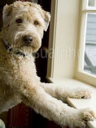 Pin On Wheatens