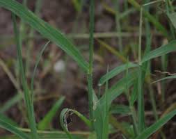 Image result for Digitaria eylesii