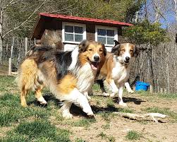 These puppies are fit and lean with strong legs. Litter Hurst English Shepherd Club