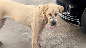 They Silenced His Voice with Wire, but His Eyes Still Cried Out for Love!