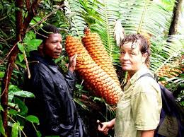 Image result for Ipomoea shupangensis