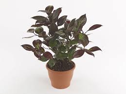 Image result for Theaceae