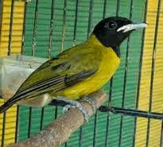 Di kepalanya terdapat jambul berwarna putih dan lehernya berwarna merah. Raffa Bird Shop Posts Facebook