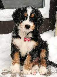 Bermese And Golden Doodle Puppies Google Search Bernedoodle Puppy Cute Dogs Modern Dog Magazine