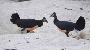 Maybe you would like to learn more about one of these? Maleo Tubuhnya Sebesar Ayam Telurnya 6 Kali Lipat Telur Ayam Tribunnews Com Mobile