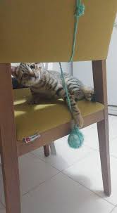 Kedi Oyuncaklari El Yapimi Mimuu Com