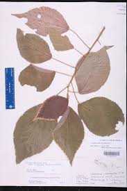 Image result for Acalypha manniana
