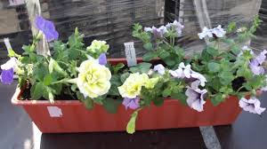 Selbstverständlich ist jeder geranien blumenkasten 24 stunden. Blumenkasten Mit Surfinien Petunien Youtube