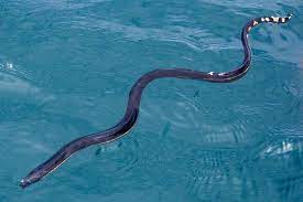 Yellow Bellied Sea Snake Pelamis Platurus Sea Snake Snake Snake Turtle