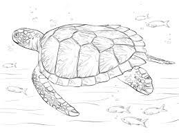 On april 9, 2019april 9, 2019 by coloring.rocks! Green Sea Turtle Coloring Page Free Printable Coloring Pages Turtle Coloring Pages Turtle Sketch Turtle Drawing