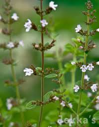 Image result for Lamiaceae