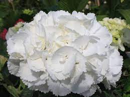 Check spelling or type a new query. Ballhortensie Schneeball Hydrangea Macrophylla Schneeball Baumschule Horstmann