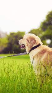 See My Collection Of Amazing Iphone And Android Dogs Wallpapers And Background Images In 2k Get Instant Access Free Dog Wallpaper Dogs Dogs Golden Retriever