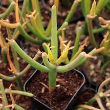 Image result for Euphorbia tirucalli