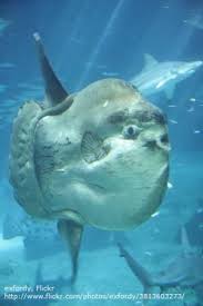 Strange Ocean Sunfish Facts Sea Animals Ocean Animals Ocean Creatures