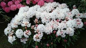 R Little White Dove Photo By Jan R Fuller White Doves Rhododendron Azaleas