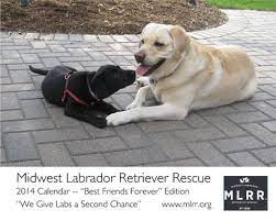 Midwest Labrador Retriever Rescue Chicago And Chicagoland Illinois Labrador Retriever Rescue Labrador Retriever Rescue