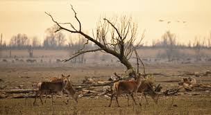 We kregen deze opdracht destijds om te laten zien hoe uniek dit gebied is. Edelherten En Vogels Oostvaardersplassen