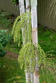 Image result for Maerua becquetii