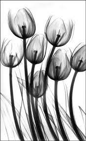 Download 140 X Ray Flowers Ideas Xray Art X Ray Xray Flower