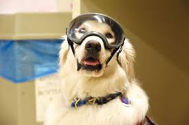 What is a mobility dog? When Should Service Dogs Be Admitted Into The Lab The Scientist Magazine