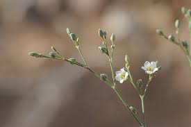 Image result for Polycarpaea