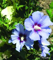 Image result for Hibiscus syriacus Violet Clair Double