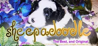 Our goal is to make it easy to transition them from our loving home to yours. Sheepadoodle Testimonials