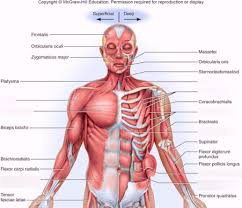 Tutorials and quizzes on the muscles that act on the anterior thigh (femur), using interactive diagrams and illustrations. Anterior View Of The Muscles Of The Abdomen And Thoracic Diagram Quizlet