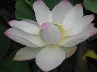 For piano (clara schumann) nos.1, 2, 3, 7 and 24. Grosse Lotosblumen Lotus Nelumbo Gunstig Online Kaufen