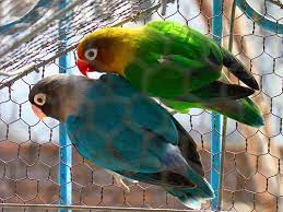 My Sweet Lovebirds Beautiful Birds Love Birds Colorful Birds