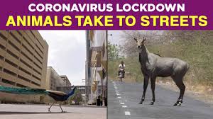 Coronavirus Outbreak: Animals Take To Streets Amid Lockdown ...